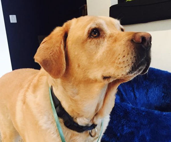 Dog hanging out at the Maga Studio